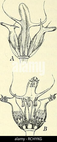 . Mutationstheorie sterben. Versuche und Beobachtungen über die Entstehung von Arten im Pflanzenreich. Pflanzen; Evolution (Biologie); Pflanze Hybridisierung; Evolution. Abb. 6. Hordeum trifurcatum, sterben Nepaul-, Gabel- oder dreireihige Löffelgerste (Sorte). Die Sorte ist seit alten Zeiten völlig konstant, aber in der Länge der Anhängsel ihrer äusseren Spelzen- va riabel. This Sindh am Gipfel monströs dreizackig, die Zacken sind häutig, nicht starr wie Ge-treidenadeln; der mittlere Zacken ist kapuzenförmig.. Abb. 7. Hordeum trifurcatum, Gabel- oder Löffelgerste. Ein einzelnes Seitenährchen, eine von d Stockfoto