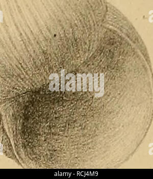 . Sterben und der Vorwelt Süsswasser-Conchylien. Sandberge: Lani - imd Stisswr-Conchylieu. Tal. XXXIY. ": - - -". 11 r:. M § fcä* Ich. Bitte beachten Sie, dass diese Bilder sind von der gescannten Seite Bilder, die digital für die Lesbarkeit verbessert haben mögen - Färbung und Aussehen dieser Abbildungen können nicht perfekt dem Original ähneln. extrahiert. Sanderberger, C.L. Fridolin, Dr. Wiesbaden, C. W. Kzeidel's Verlag Stockfoto