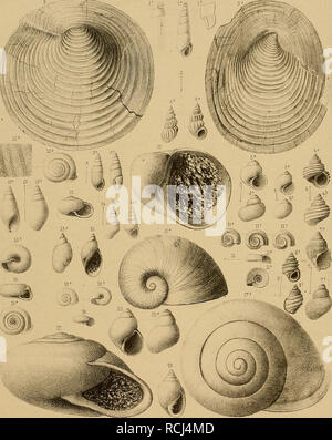 . Sterben und der Vorwelt Süsswasser-Conchylien. Sandberger Land-imd XXXIL Siissw-Conciiylien Tat.. Oez u Lith-vF Schlotfceroeck/Twbcmülcvxncwfucto - "Fuchs spJ. % Prososthmia. - "SclwarixiNeumca/r. 3 Nematardlaj dülmaitna - Ntam. s/z-. A-Vcdvata/balatomca/Rolle/b TUsoinaZis Miilh 6 Lilhoglyphus fianicam/NuaW 1 Bqthinla.. Vemeirzli C. Mayer, Sp/CWKreMel's Verlag in Wiesbaden. 8 Fossaruius triaxrlnatus Brasincu 9 Yahncitnnia, cmnaIatcvRousse. Au-10 Limneas velatinus DesTis 11 Plcmorbis varians Fuchs. IlSelix goniostomaj SCM-db. 13 Melcmojisis praeroscv Lin/. Druck v J C Henzler Stuttgart 1 k Stockfoto