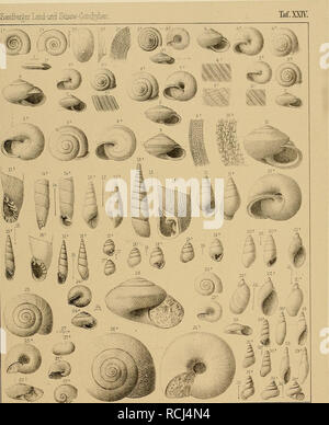 . Sterben und der Vorwelt Süsswasser-Conchylien. Saruiber ^er Land-uad SiisswrOolicltylierL. Gbz. u liäi"? F Sduotterbeck. Ich Plarwrlis Ungeri Riass. X Ancylus Oleacina decassatas id/Sandbergeri Thomas SfU. jirodaeta. Riu-ss sju. 30 AcicuLa." Umbatd Reuss. 31. Romanos Rubeschu id32/. Craspedo/ioma - Iefl 67 fiomoides Beass. sp.. Bitte beachten Sie, dass diese Bilder sind von der gescannten Seite Bilder, die digital für die Lesbarkeit verbessert haben mögen - Färbung und Aussehen dieser Abbildungen können nicht perfekt dem Original ähneln. extrahiert. Sanderberger, C.L. Fridolin, Dr. Wiesbaden, C Stockfoto