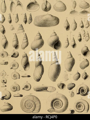 . Sterben und der Vorwelt Süsswasser-Conchylien. Sandbeiger land- und Süssw-Conchylien. Gr.W. (Jöz u lith ttF ScHottert Eck. /* Hotamemya gregccria Som X. CyreTias/ibovata zd. 3 Vhw Solandn ici. 4 ÜTCtssenza ungvacabzs Scmdd. 5 Melanie - imzrtcaia, Holz/. 6 fasciatct/Som. 1 Mdancnsis irevis Som.Sjv. 8 svJbcccrmccta", Som 9 Sydrooiw-pyramidalis Besh, sjz -. CW KreideTs Verlag. Wiesbaden. '/0-Ni/sfza.. rmcrostema, Desh sjv. fl PcüjzcLma - Lenta.. Säen. Ä Asscminea.- contcci/'Triv. Sjv. 13 Nenttna. concava. Säen. &Amp; filanülccta-I. Edrv. - Ist. anerfa, Som. S MegalorriastomcL - mTzmiO' Lcm. sii Stockfoto