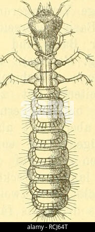 . Die Käfer von Mitteleuropa: Käfer der österreichisch-ungarischen Monarchie, Deutschlands, der Schweiz, sowie des französischen und italienischen Alpengebietes. Käfer. . Bitte beachten Sie, dass diese Bilder sind von der gescannten Seite Bilder, die digital für die Lesbarkeit verbessert haben mögen - Färbung und Aussehen dieser Abbildungen können nicht perfekt dem Original ähneln. extrahiert. Ganglbauer, Ludwig. Wien: Gerold Stockfoto