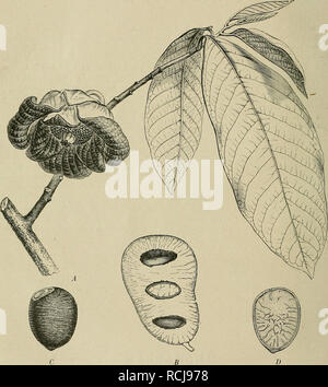 . Die Natürlichen Pflanzenfamilien: nebst Stand wichtigeren Gattungen und Arten, insbesondere den Nutzpflanzen. Pflanzen, Pflanzen, nützlich. 24 Anonaceae. (Prantl.) NERA, S. 830-834. - Martins, in Flora brasiliensis XIII. I, S. 1 - 64. Registerkarte. 1 - 14. - Hooker und Thomson, Flora indlca I.]&gt;. 86 - 153. - Verbogen ham-Hooker, Gattungen I. S. 20-29; 955-958. - Baillon, Mem. sur la famille des Anonacoes, Adansonia VIII, S. 162-184. - Baillon, Hist. d.pl. I S. 193 - 288. - Eicliler Blütendiagram II, S. 146-147. - Scheffer, Sur quelques Plantes nouv.de l'Archipel Indien, in Ann.du Jard.bot.de Buitenzorg Stockfoto