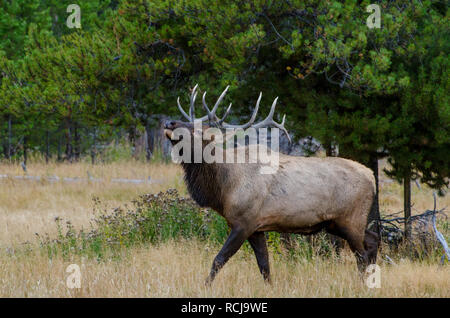 Bull Elk (Wapiti) im Yellowstone National Park, Wyoming, USA Stockfoto