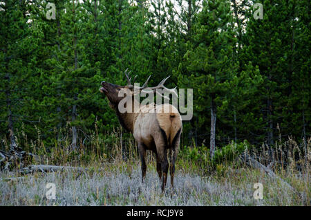 Bull Elk (Wapiti) im Yellowstone National Park, Wyoming, USA Stockfoto