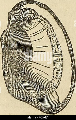 . Elemente der Geologie, oder, Die alten Änderungen der Erde und ihrer Bewohner durch die geologischen Sehenswürdigkeiten dargestellt. Geologie. . Bitte beachten Sie, dass diese Bilder sind von der gescannten Seite Bilder, die digital für die Lesbarkeit verbessert haben mögen - Färbung und Aussehen dieser Abbildungen können nicht perfekt dem Original ähneln. extrahiert. Lyell, Charles, Sir, 1797-1875. New York, D. Appleton und Co. Stockfoto