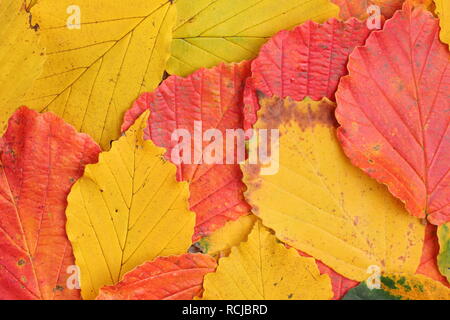 Hamamelis x intermedia. Lebhafter Herbst mit Hasel-Blättern im Bild: hamamelis x intermedia 'Ruby Glow', 'Pallida' und 'Prima Vera'. Stockfoto