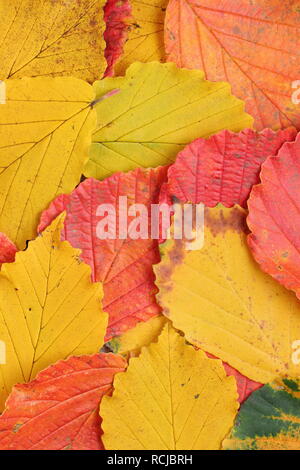 Hamamelis x intermedia. Lebhafter Herbst mit Hasel-Blättern im Bild: hamamelis x intermedia 'Ruby Glow', 'Pallida' und 'Prima Vera'. Stockfoto