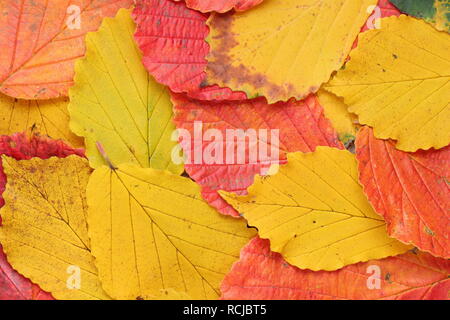 Hamamelis x intermedia. Lebhafter Herbst mit Hasel-Blättern im Bild: hamamelis x intermedia 'Ruby Glow', 'Pallida' und 'Prima Vera'. Stockfoto