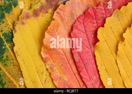 Hamamelis x intermedia. Lebhafter Herbst mit Hasel-Blättern im Bild: hamamelis x intermedia 'Ruby Glow', 'Pallida' und 'Prima Vera'. Stockfoto