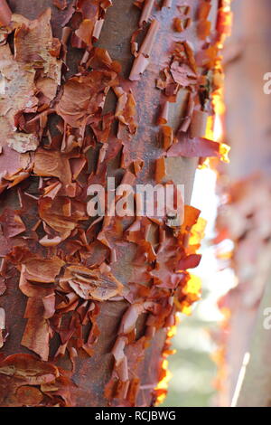 Acer griseum. Peeling Baumrinde Paperbark Ahorn hell durch Winter Sonne, Großbritannien Stockfoto