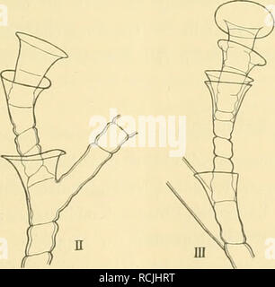 . Sterben Hydroiden der arktischen Meere: mit Tafel II-IV und Figuren im Text. Hydrozoa. . Bitte beachten Sie, dass diese Bilder sind von der gescannten Seite Bilder, die digital für die Lesbarkeit verbessert haben mögen - Färbung und Aussehen dieser Abbildungen können nicht perfekt dem Original ähneln. extrahiert. Broch, Hjalmar, 1882 -. [S. l. : N. n. ] Stockfoto