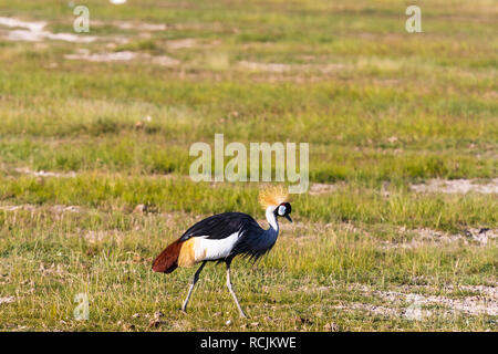 Crone Kran an Land. Amboseli, Kenia Stockfoto