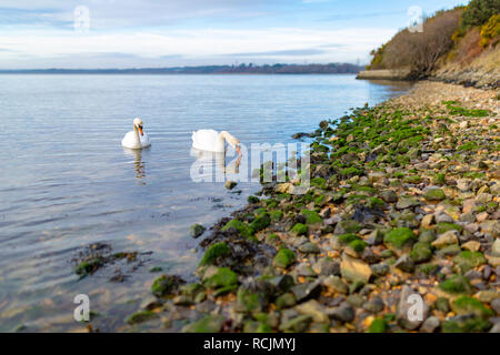 Landschaft Foto von zwei Schwäne Streifen angrenzenden Strand in Poole Harbour, Ham Common, Poole, Dorset zu steinig. Stockfoto