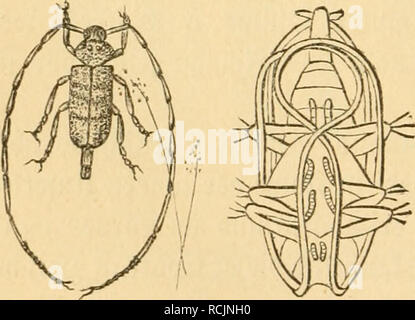 . Kämpfen sterben. Insekten. gig. 186. 3ur ridjtigcn SSciirttjcKuiig bicfer Feg. "Gemcifetten" Puppen tft eilt Clucv] d) iiitt (Gig. 188 B), am befteii glcid) Ijinter ber Sruft, jur |) anb 511 neE) Mcn. 93^f{ct) t l) ier au bcr S3 aud) feite, glüifdjcii Bell (appenartigen? 5 (ügcU fdjeiben (Fl), iii c^t iDeniger ein (§ ad) t in eine obere unb untere 9^ eif) e georb^^^ nete urc fd) nitte Üauf rör)^ renartigen (5 t} itinfuttera = (en, im Snnern mit) € n entfpredjenben (-imaginär (en) Sßeidjgebitben. Xie obere, Ger gef (^^ (off ene 9 eif) e entölt bie Brei S 3ein Paare unb jtüar fo,)&gt; Ein^ bie^interfü^e (B3) § u innerf Stockfoto