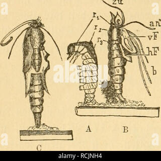 . Kämpfen sterben. Insekten. 518 II. ZfjciL zu. gig. 186. 3ur ridjtigcn SSciirttjcKuiig bicfer Feg. "Gemcifetten" Puppen tft eilt Clucv] d) iiitt (Gig. 188 B), am befteii glcid) Ijinter ber Sruft, jur |) anb 511 neE) Mcn. 93^f{ct) t l) ier au bcr S3 aud) feite, glüifdjcii Bell (appenartigen? 5 (ügcU fdjeiben (Fl), iii c^t iDeniger ein (§ ad) t in eine obere unb untere 9^ eif) e georb^^^ nete urc fd) nitte Üauf rör)^ renartigen (5 t} itinfuttera = (en, im Snnern mit) € n entfpredjenben (-imaginär (en) Sßeidjgebitben. Xie obere, Ger gef (^^ (off ene 9 eif) e entölt bie Brei S 3ein Paare unb jtüar fo,)&gt; Ein^ bie^Inter Stockfoto