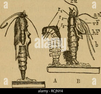 . Kämpfen sterben. Entomologie. 518 II. J^eil. zu. gig. 186. 3ur richtigen Seiirt^ eifung biefer [013. "Gern ei fetten "Puppen ift ein Ouerfdjnitt (? 5 ig. 188 B), am beften g (Eid) flinter ber 33 rnft, 5 ur § anb gu nehmen. Nummer-fie () t I) ier eine ber S3 anc] £) | "Eite, gnpifcl^ KN-ben (appenartigen f^IügcU fdjeiben (Fl), Nic^t tpeniger Al § acf) t in eine obere unb untere Ü^ei^e georb:=nete^ Urd ^ fifinilte t" auf renartigen röl)^S^^ itinfuttera (en, im3 tt "Ei"^n niit hm entfpred^ enben (imagina^^ (en) SSeid^ gebitben. S^ie obere, Ger gefd) [offene S^teÜ^e enf^ ätt bie brei SSeinpaare unb gföar} o', iia^ bie Stockfoto