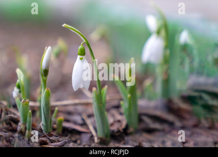 Frühling Blumen weiße Schneeglöckchen (Galanthus nivalis) Stockfoto