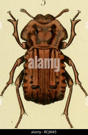 . Sterben Gliedertheir - Fauna des Sansibar-Gebietes: / Dm von dr. O. Kersten w © Þhrend der v. d. Decken'schen Ost-Afrikanischen Expedition im Jahre 1862 gesammelten Material. Insekten. . Bitte beachten Sie, dass diese Bilder sind von der gescannten Seite Bilder, die digital für die Lesbarkeit verbessert haben mögen - Färbung und Aussehen dieser Abbildungen können nicht perfekt dem Original ähneln. extrahiert. Gerstaecker, Karl Eduard Adolph, 1828-1895; Köche, C; Kersten, Otto; Decken, Karl Klaus von der, Freiherr, 1833-1865. Leipzig: C.F. Winter Stockfoto