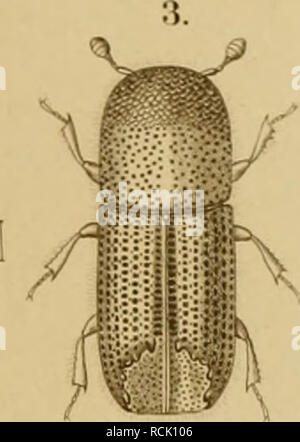 . Sterben Forst - insecten: oder Abbildung und Beschreibung der in den wäldern Preussens und der Nachbarstaaten als schädlich oder nützlich bekannt gewordenen Insecten; in systematischer folge und mit besonderer Rücksicht auf die Vertilgung der schèadlichen. Im Aufträge des Chefs der zweiten Abtheilung des Kèonigl. Preuss. ; Haus-ministeriums Herrn geheimen Staats- Minister von Ladenburg Excellenz, herausgegeben. Wald Insekten. . Bitte beachten Sie, dass diese Bilder aus gescannten Seite Bilder, die digital für die Lesbarkeit verbessert haben mögen - Färbung und Aussehen Dieser Lllustrat extrahiert werden Stockfoto