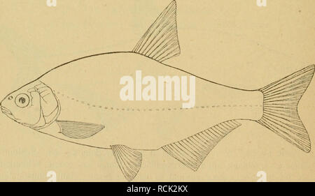 . Sterben Fische der Ostsee. Fische. 79. Abramis blicca Bloch. Blikke, Gieben, Blei, Pliete, Halbbrachsen. Schlei: Hörsei; dän. Flire, Blaafinne; schwed. blicca björkna,.. Bitte beachten Sie, dass diese Bilder sind von der gescannten Seite Bilder, die digital für die Lesbarkeit verbessert haben mögen - Färbung und Aussehen dieser Abbildungen können nicht perfekt dem Original ähneln. extrahiert. Möbius, Karl August, 1825-1908; Heincke, Friedrich, 1852-1929. Berlin: s. Parey Stockfoto