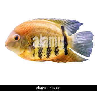 Gestreifte Fische aus dem Amazonas und Orinoco. Heros efasciatus. Foto auf weißem Hintergrund. Website über Natur und Aquarium. Stockfoto