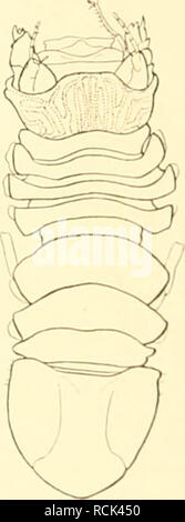 . Sterben Isopoden der Deutschen Sdpolar-Expedition, 1901-1903. Isopoda z antarktischen Regionen. . Bitte beachten Sie, dass diese Bilder sind von der gescannten Seite Bilder, die digital für die Lesbarkeit verbessert haben mögen - Färbung und Aussehen dieser Abbildungen können nicht perfekt dem Original ähneln. extrahiert. Vanhöffen, Ernst, 1858 -. Berlin: G. Reimer Stockfoto
