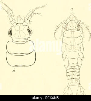 . Sterben Isopoden der Deutschen Sdpolar-Expedition, 1901-1903. Isopoda z antarktischen Regionen. . Bitte beachten Sie, dass diese Bilder sind von der gescannten Seite Bilder, die digital für die Lesbarkeit verbessert haben mögen - Färbung und Aussehen dieser Abbildungen können nicht perfekt dem Original ähneln. extrahiert. Vanhöffen, Ernst, 1858 -. Berlin: G. Reimer Stockfoto