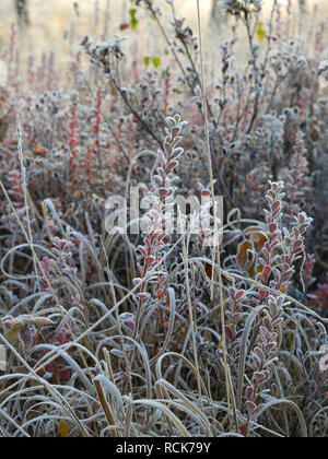 Frosted bog Heidelbeere Bush Stockfoto