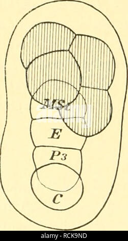 . Der T-Riesen von Ascaris megalocephala als Grundlage zu einer Entwickelungsmechanik of this Spezies sterben. Ascaris megalocephala; Ebryology. - 248 - Gang, der in der engen Kugelschale des normalen Keimes nur abgeschwächt zur Geltung kommt, und bei der Zelle P2 oft kaum zu bemerken ist. Und daß die spätere Krümmung der gestreckten Mittelzelle nicht passiv durch eine veränderte Zugrichtung der Zelle P2 ge-schieht, folgt ohne weiteres aus dem Verhalten unseres zweiten Musterriesen (Taf. III, Abb. 21): dessen Mittelzelle krümmte sich ja in typischer Weise auf eigene Faust, und sein - wies Stockfoto