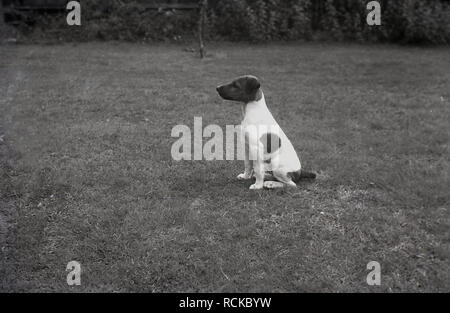 1950s, historisch, ein kleiner gefleckter Hund, der auf einem offenen Feld sitzt, England, Großbritannien Stockfoto