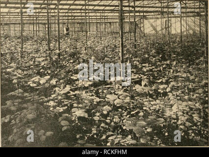 . Gartenwelt sterben. Im Garten arbeiten. Noch junge rosengärtnerei von A.Brandt Sterben in Mahlsdorf. Bild 1. Blick auf den südlichen Teil der heizbaren Treibanlage. Aus Berliner Rosengärtnereien. Rosentreibanlagen von Arthur Brandt Sterben in Mahlsdorf. (Hierzu 5 Abb. Nadi einer für sterben "gartenwelt" gef. Aufnahme.) Eigentlich wollte ich in diesem Hefte in Wort und Bild einen Gesamtüberblick über die Berliner Rosengärtnereien Christmas, aber ich hatte die Rechnung ohne den Wirt gemacht; denn eine solche Zusammen-stellung müßte in historischer Folge ausgehen von der Pionier- arbeit des Gerhard Clas in Zehlend Stockfoto