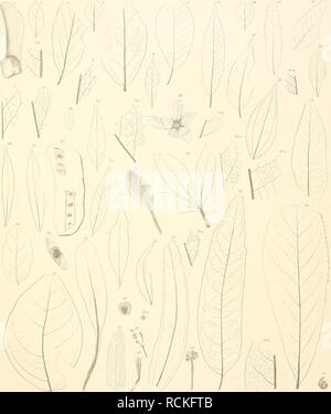 . Die fossile Flora von Leoben in der Steiermark. Pflanzen, Fossil - Österreich Leoben (Steiermark); Paläobotanik - Österreich Leoben (Steiermark). C. v. EHingshauscn. Fossile Flora von Loobeii. Taf. Ix. u;"; y Jl' ich. j: l Fj: i1,; i;.: I.-Icerpaleoaimpcsliv. ? Cchtdivs imrlilUroluiso('../wiiin IcoHA Mmieiwssvi/Inti/a.J M. europuea. 6 Min./cffriMa. '/' J/EJ-Dinmrc. Soiiuis KijcrUw. Ili (hridiiii slirinm. II l'lrivaimi (Initirnliilii. Ist/ixypiw. s PTI/riMiis. I.") Po/mo iiaiiii (iciisis. 2 ir^l fassiapscmhilandiilosd. L> 2-24 C. Fcmiiac.'l') C. ZcpImi. W Pislacia Pciliico-Lrnlisnis J/lh Usus Pdlaro-Lal Hiiiiiiiii. "^8. W.liRn Stockfoto