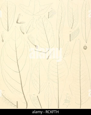 . Die fossile Flora von Leoben in der Steiermark. Pflanzen, Fossil - Österreich Leoben (Steiermark); Paläobotanik - Österreich Leoben (Steiermark). F.v. Ettiiujshaiisen. Fossile Flora von Leoben. Tcif. Vlll.. iiin. ÜrmklieiTti. SckeifcsWeijPfesiilii/^ Faliophylliini monlmum. 2-5 Acer decipiens. 6 A rlioinbifbliuw. 7,8 A. aiifjusfilolmw.!) Tiliu Milltri. 10 Celdstro - pbvllum vewsuin. 11 Sapindiis faicifoliiis. 12,13 S. iiioskenbenjciisis. 1^1 Cissus Iti/jilblia. /J EiicjctlumUin Brong-niarlii. 16 'Bonibax criiarf/i/ialiiin. 17 Eroiiymus - Herlliae. 18,19 E. divcrsiloliiis. Denkschriften d. k. Akad. d.W. mafh. naturw. Stockfoto