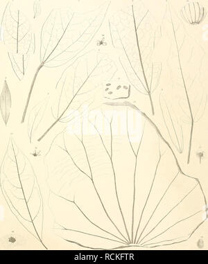 . Die fossile Flora von Leoben in der Steiermark. Pflanzen, Fossil - Österreich Leoben (Steiermark); Paläobotanik - Österreich Leoben (Steiermark). l'. v. Etliiifjsli. iusen. l'ossilc l'lnni von Ltiobeii. Taf. VIl.. Lilli". Druck biTh Sckieidet des Lln. hmhjm I, n Slerculia laiiring. 2-6 S. cinminwmea. 7 Loranllms pivtogacus. 8. B L. Paleo Exmlvpli - 10.11 Telraphris - iiiiimla. 12 Uhr "vmphaeu fharpenlieri. 13 Muinbiiim Buchii. 14 Äpcibopsis Haidiiiqeri. 15 DödonacaaiilupiaKIHimea Tilaniae. 18 Prunus Palaco (erasiis. Denkschriften d. k. Akad. d.W. math. nalurw. Classe WFL. Bd. l. Abth.. Bitte beachten Sie, dass diese Bilder extrahiert werden Stockfoto