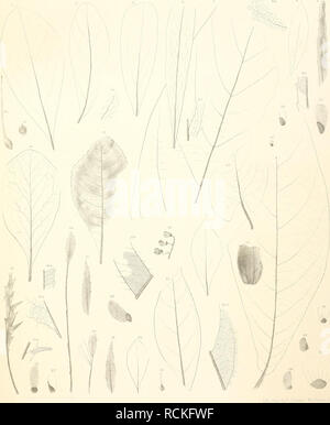 . Die fossile Flora von Leoben in der Steiermark. Pflanzen, Fossil - Österreich Leoben (Steiermark); Paläobotanik - Österreich Leoben (Steiermark). ('. V. Klliii (| sli; iiiseii. Fossile Floia von leobeu. Taf. lV.. /? Dapime Maeo-Mncmm. 3-3 S. I> rotogora. Ã n. prarlomiifh/ÃL l.S Permi hapalonrwvn.!) Baukm oniiMw in B Imeriiumiin, Tl B. lhiulimp-ri. rJt'l Prolea eiiropaat. 1. ", Driwu/ividcs t/irvillairfuha. Ibl 'J fihupalopliyllum aiwninaUnn WCinmmmmmimh - Ihmlaplme slirimv moiplmm' II. Â!'!. 23 Persooniu Daphnrs. l^i2j Hakat pimneirin. -&Gt; (wenn: nMuvmisolzkwnmnJ? e: sulimm^' ich: ^^^^^^^ Deiiksdiriflen d.k. Akad. d.W. niath. na Stockfoto