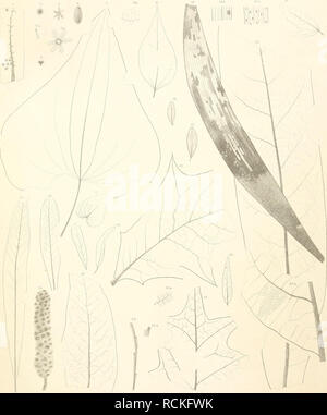 . Die fossile Flora von Leoben in der Steiermark. Pflanzen, Fossil - Österreich Leoben (Steiermark); Paläobotanik - Österreich Leoben (Steiermark). l'; v. Kllin (| sluiuseii. Fossile Floni von Leobnn Taf. Dl.. LllhD:. / - '/HUronÜYx sliriaaisJ. Smilaxf/nwdilnliad S. wosh - nl> crf/, 'n. sisj S. j" "vl/l> Li, ich.> V> rw-pwusHemi. lO (mihmmm Holwanni. II 12 OummJimcvnoi, ln % Imi: ilÜ> Jtumlii. Ich: >. WSonlaliim miavphvilnin. 11. UrSalixi> Al (ich ('orepe, ist. Ich!) S. paleonipiw. W'S. subreperis. 'J/Fopiiliis lalior. ' Jt> Exoairpus sliriara. 23 Liiiriis ijmiK/iklia. Denkschriften d. k. Akad. d.W. math.naturw. Classe WFL. Bd. l. Abth Stockfoto