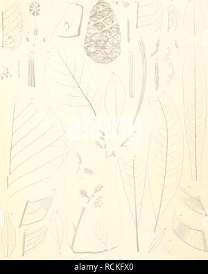 . Die fossile Flora von Leoben in der Steiermark. Pflanzen, Fossil - Österreich Leoben (Steiermark); Paläobotanik - Österreich Leoben (Steiermark). e.V. Ettiiiflshausea. Fossile Flora von leohen. Tarn.. IKhvIima nlmwolum. 2 Setfuoin Lan,, sMii. : H:, Oly,, toslrolms-bin. paai^. (U Pnwslwim. S Podocwpns shmtaUMym, limiUim. 10 M. soizkiom,. II HcUilnßrongnmdi. f! JS. rectim "rm. m B. prisra. 15 Cusunrim, sohkiana. Ki. h Onercns. l, mm> orln-ll, > m. Die lHI 90,1) ui> lmopl, Cmrius vllum. W f'almv-. MIam,. "Jl. llnns M'räcimi. n J. (jmdlis.^J Papimr/uvIrf/mL HJ.> (ypentcshimrm XaFirns Ruchmiiia. 21. ediwdia airiiicivia. . "Salix ein Stockfoto