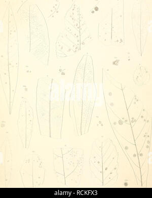 . Die fossile Flora von Leoben in der Steiermark. Pflanzen, Fossil - Österreich Leoben (Steiermark); Paläobotanik - Österreich Leoben (Steiermark). C. v. Ettiugshausen. Fossile Flora von Leoben. Taf 1.. LükiJraif/Pbrllerimn Paleo-Mvricae. 'J Ph. Palnco-Cassine. li l'h. Falaeo. Connm. ein oLanri PkPala,..) Spimem PaMflwc.. 6 Sph. Paheo. Lmn. 7 S, Aaclm'ia.8 Sph. miinzenberfiensis. 9 Dotludat Dmuhm. 10 D. wyriaa> La. ÜDepazea Palaco-Alm. 12 Xyhmih's Mos'keiihe. iyeiiai<;;;;;;;. 13.X. mnir/puhnye. iisis. 14 x AJiciroIiis Aliii. h. Denkschriften d. k. Akad. d.W. math. nalurw. Classe LW.Bd. l. Ablh.. Bitte beachten Sie, dass diese Bilder extrahiert werden Stockfoto