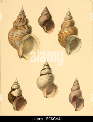 . Die Gattung Buccinum. L.. Buccinum; Gastropoden. m. 1. Kohflt del.. Bitte beachten Sie, dass diese Bilder sind von der gescannten Seite Bilder, die digital für die Lesbarkeit verbessert haben mögen - Färbung und Aussehen dieser Abbildungen können nicht perfekt dem Original ähneln. extrahiert. Kobelt, Wilhelm, 1840-1916; Martini, Friedrich Heinrich Wilhelm, 1729-1778; Chemnitz, Johann Hieronymus, 1730-1800. Nürnberg: Bauer & Amp; Raspe Stockfoto