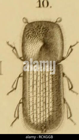 . Sterben Forst - insecten: oder Abbildung und Beschreibung der in den wäldern Preussens und der Nachbarstaaten als schädlich oder nützlich bekannt gewordenen Insecten; in systematischer folge und mit besonderer Rücksicht auf die Vertilgung der schèadlichen. Im Aufträge des Chefs der zweiten Abtheilung des Kèonigl. Preuss. ; Haus-ministeriums Herrn geheimen Staats- Minister von Ladenburg Excellenz, herausgegeben. Wald Insekten. . Bitte beachten Sie, dass diese Bilder aus gescannten Seite Bilder, die digital für die Lesbarkeit verbessert haben mögen - Färbung und Aussehen Dieser Lllustrat extrahiert werden Stockfoto