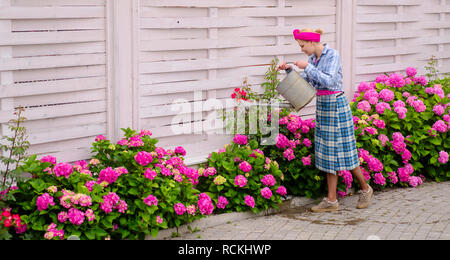 Frau Pflege von Blumen im Garten. Hortensie. Frühling und Sommer. Blumen Pflege und Bewässerung. Böden und Düngemitteln. glückliche Frau Gärtner mit Blumen. Gewächshaus Blumen. Arbeiten in grüner Umgebung Stockfoto