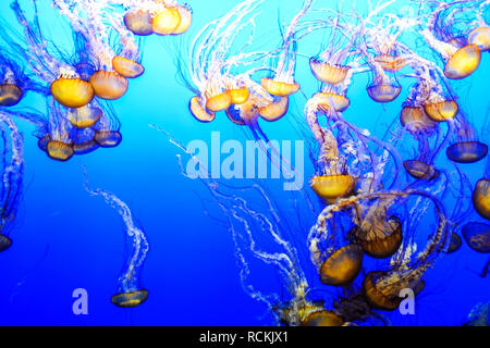 Quallen in einem Marine aquarium vor dem Hintergrund des blauen Wassers Stockfoto