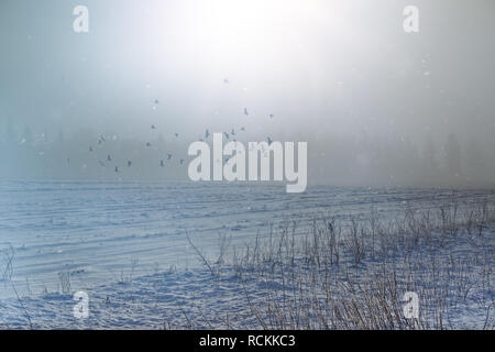 Ein Schwarm Vögel durch die icey winterlichen Nebel fliegen über einen Bauernhof. Stockfoto