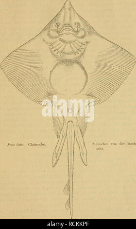 . Sterben Fische der Ostsee. Fische. 157. Raja l&gt;ati&lt;!. Glattroche. Männchen von der I'-Seite. Bitte beachten Sie, dass diese Bilder sind von der gescannten Seite Bilder, die digital für die Lesbarkeit verbessert haben mögen - Färbung und Aussehen dieser Abbildungen können nicht perfekt dem Original ähneln. extrahiert. Möbius, Karl August, 1825-1908; Heincke, Friedrich, 1852-1929. Berlin: s. Parey Stockfoto