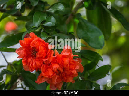 Helles orange Blumen einer Granatapfelbaum (Punica Granatum). Fleurs de Grenadier orange Vif (Punica Granatum) Stockfoto