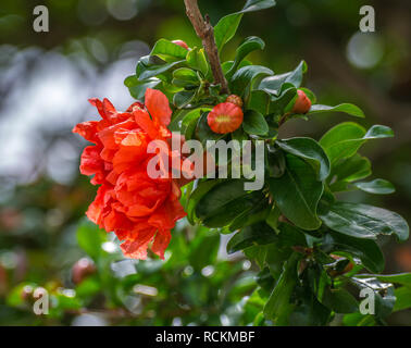 Helles orange Blumen einer Granatapfelbaum (Punica Granatum). Fleurs de Grenadier orange Vif (Punica Granatum) Stockfoto