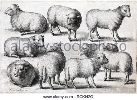 Neun Schafe, Radierung von Böhmische Kupferstecher Wenzel Hollar aus 1600s Stockfoto