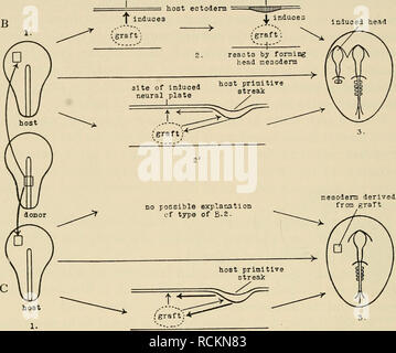 . Die Elemente Der Embryologie. Embryologie. Diagramme Zur ...