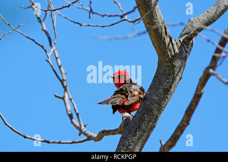 Schöne rote und schwarze Vermillion Fliegenfänger, pyrocephalus Obscurus, auf einem Baum gehockt, Uruguay Stockfoto